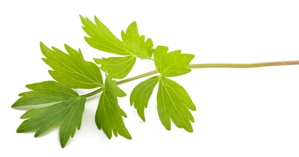 Brindille Lovage Fraîche Isolée Sur Fond Blanc — Photo