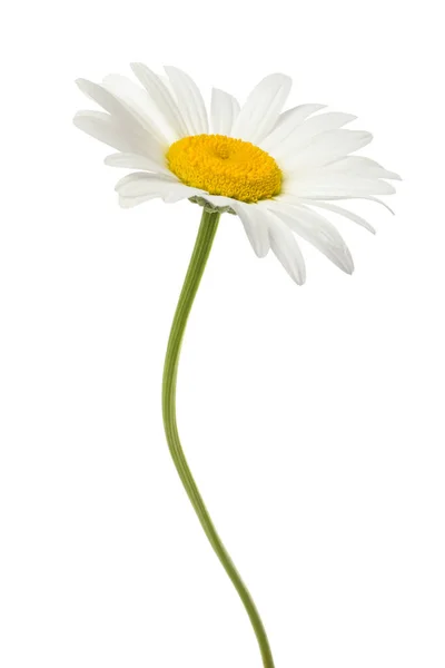 White Daisy Isolated White Background — Stock Photo, Image