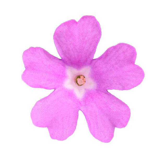 Roze Stinkende Primrose Bloem Geïsoleerd Witte Achtergrond — Stockfoto
