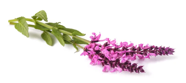 Salvia Nemorosa Flor Isolada Sobre Fundo Branco — Fotografia de Stock