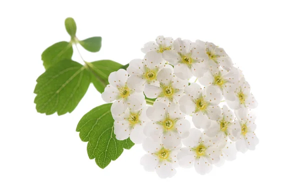 Flores Spirea Aisladas Sobre Fondo Blanco —  Fotos de Stock