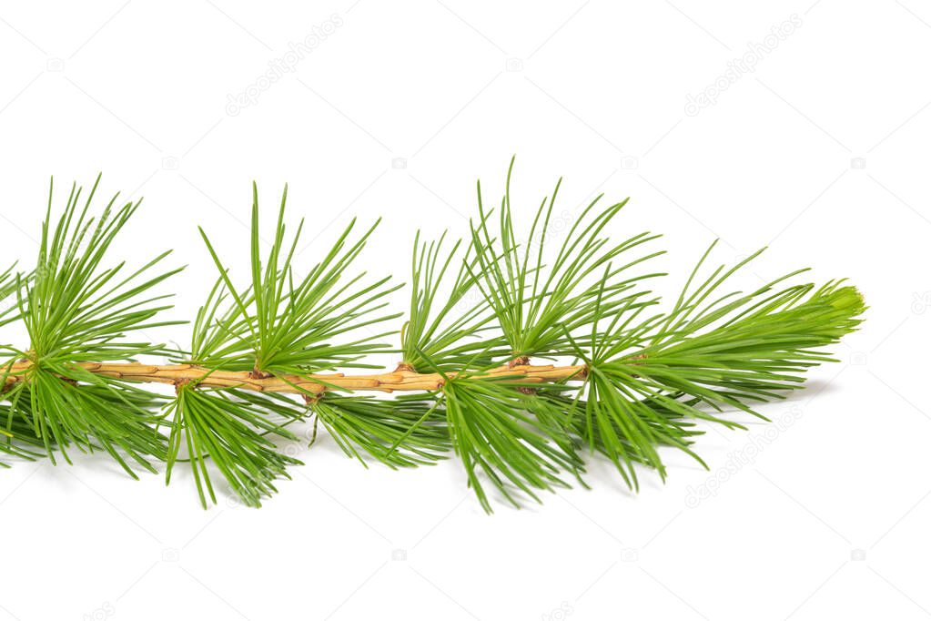  Larch branch isolated on white background