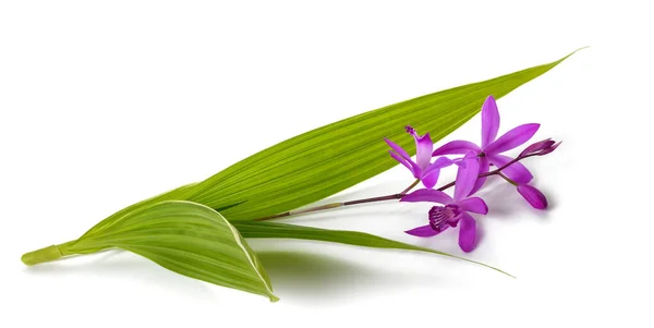 Flores Bletilla Striata Aisladas Sobre Fondo Blanco — Foto de Stock