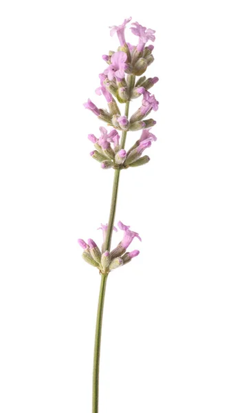 Fleur Lavande Rose Isolée Sur Fond Blanc — Photo