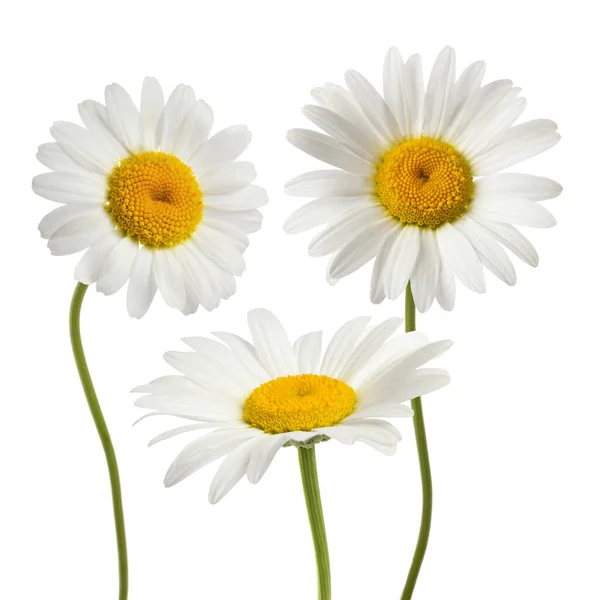 Madeliefjes Bloemen Geïsoleerd Witte Achtergrond — Stockfoto