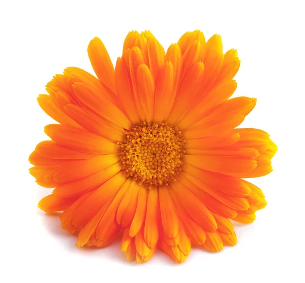 Marigold Virág Elszigetelt Fehér Háttér — Stock Fotó