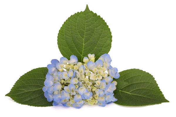 Hortensia Bloemen Bladeren Geïsoleerd Wit — Stockfoto