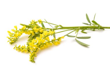 Melilotus officinalis (Sarı Tatlı Yonca) beyaz üzerine izole edilmiş