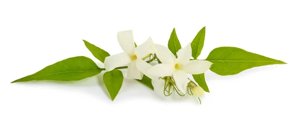 Jasmínová Větev Květy Izolované Bílém Pozadí — Stock fotografie