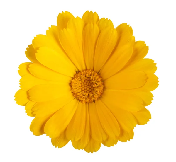 Fiore Calendula Giallo Isolato Sfondo Bianco — Foto Stock