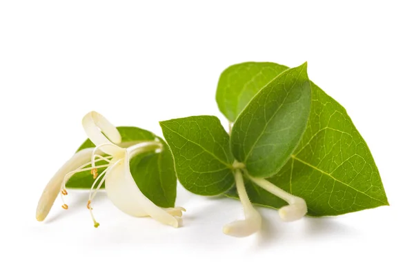 Kamperfoelie Bloem Geïsoleerd Witte Achtergrond — Stockfoto