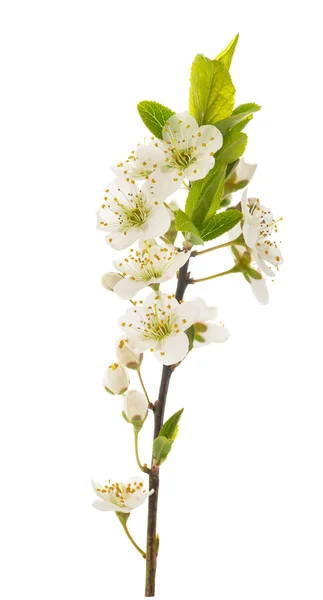 Rama Ciruelo Con Flores Aisladas Sobre Fondo Blanco — Foto de Stock