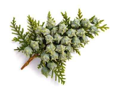 Chinese thuja with cones isolated on white