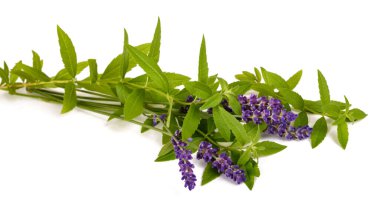 Beyaz arka planda limon verbena ve lavanta izole