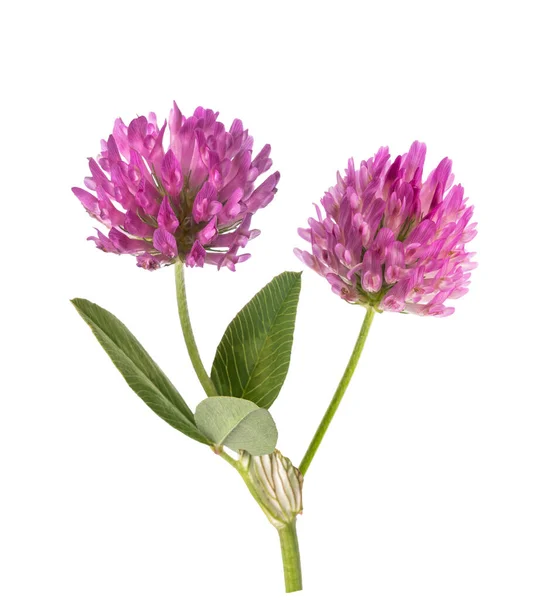 Klöver Blommor Isolerad Vit Bakgrund — Stockfoto
