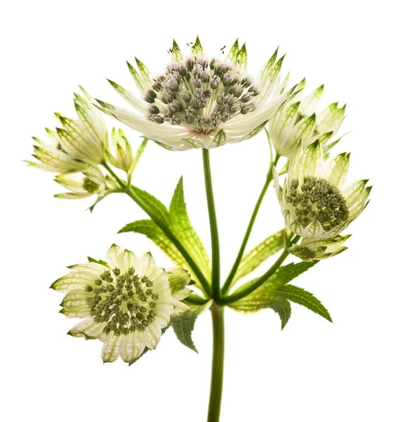 Great Masterwort Flowers Isolated White Background — Stock Photo, Image