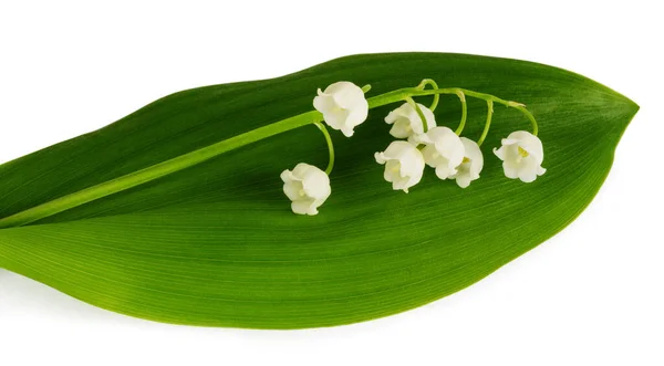 Lirio Del Valle Aislado Sobre Fondo Blanco — Foto de Stock