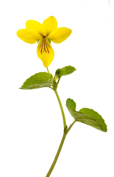Żółty Dwukwiat Fioletowy Izolowany Białym Tle — Zdjęcie stockowe