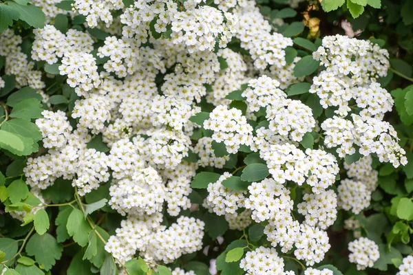 花期内的螺旋藻植物 — 图库照片