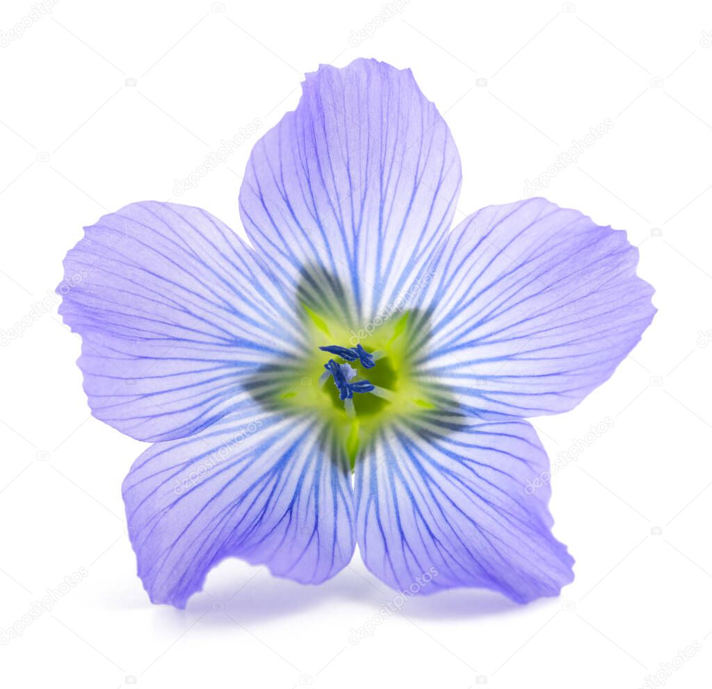  Flax Flower head isolated on white background