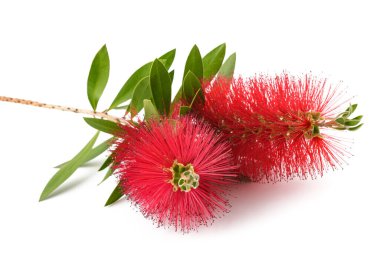  Beyaz arkaplanda izole edilmiş Callistemon çiçekleri