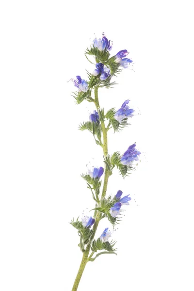 Bugloss Viper Blueweed Isolato Sfondo Bianco — Foto Stock