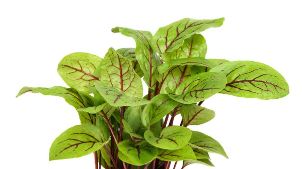 Red Veined Sorrel Plant Isolated White Background — Stock Photo, Image