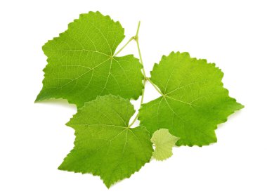 Beyaz arkaplanda asma dalı izole