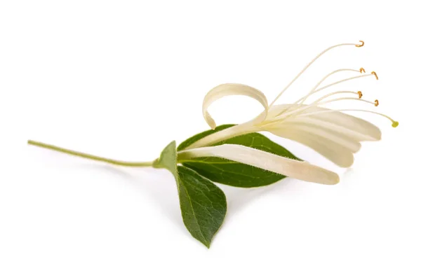 Kamperfoelie Takje Met Witte Bloemen Groene Bladeren Geïsoleerd Witte Achtergrond — Stockfoto
