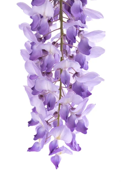 Wisteria Flowers Isolated White Background — Stock Photo, Image