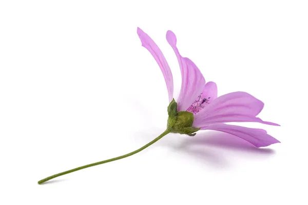 Flor Malva Isolada Sobre Fundo Branco — Fotografia de Stock