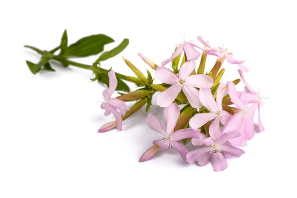 Mýdlo Saponaria Officinalis Izolované Bílém Pozadí — Stock fotografie