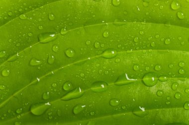 Damlalı taze yeşil yaprak.