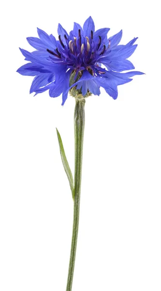 Блакитна Кукурудзяна Квітка Цзянський Сегмент Ізольована Білому Тлі — стокове фото