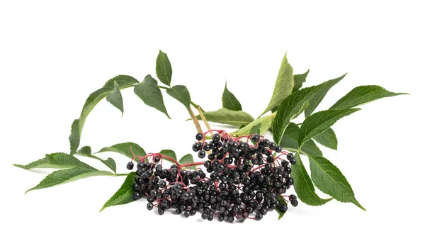 Elderberry Branch Berries Isolated White Background — Stock Photo, Image