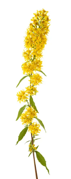 Europäische Goldrute Blüten Isoliert Auf Weißem Hintergrund — Stockfoto