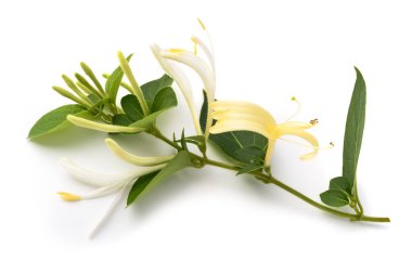 Beyaz arka planda çiçek ve yeşil yapraklı hanımeli dalı