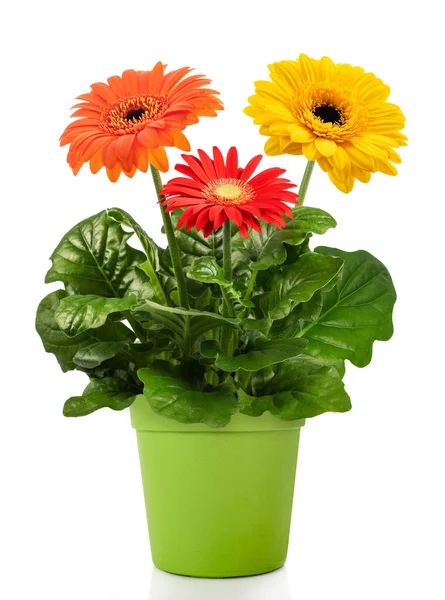 Gerbera Plant Vaas Geïsoleerd Witte Achtergrond — Stockfoto