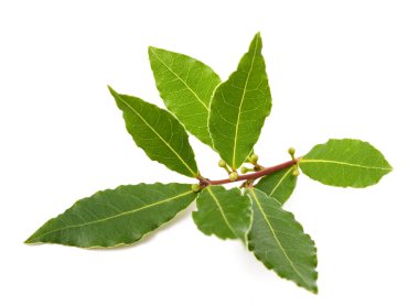 Beyaz arkaplanda yalıtılmış böğürtlen ve yapraklı Laurel dalı