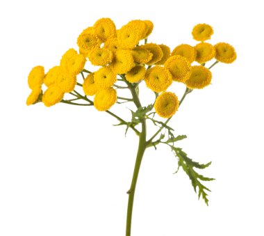 Beyaz arkaplanda Tansy (Tanasetum vulgare) izole edildi