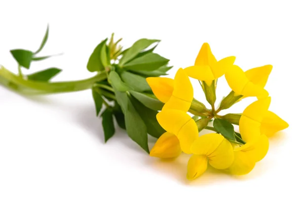 Common Bird Foot Trefoil Isolated White — Stock Photo, Image