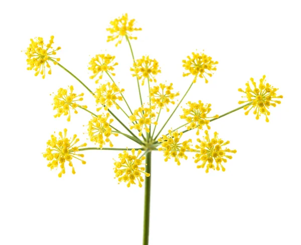 Divoký Fenykl Květiny Izolované Bílém Pozadí — Stock fotografie