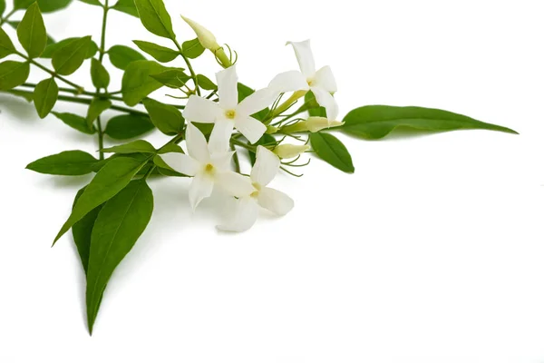 Jasmijnplant Met Bloemen Geïsoleerd Witte Achtergrond — Stockfoto