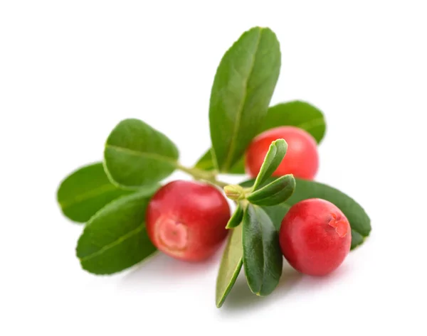 Frutos Arándanos Aislados Sobre Fondo Blanco — Foto de Stock