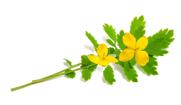 Celandine Bloemen Geïsoleerd Witte Achtergrond — Stockfoto