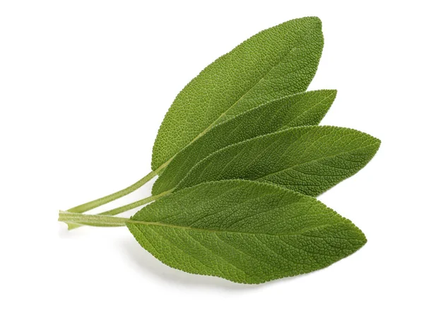 Foglie Salvia Fresca Isolate Sfondo Bianco — Foto Stock