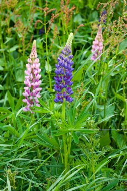lupines