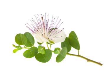 kapari 