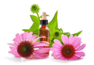 Coneflower