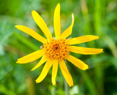 Arnika montana